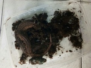 Biawak Tak Bertelinga, Fosil Hidup dari Kalimantan
