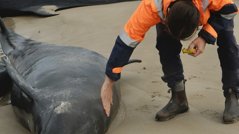 Paus terdampar di dekat Sungai Arthur di pantai barat Tasmania, Australia, dalam gambar yang diambil pada 19 Februari 2025. Paus terdampar di dekat Sungai Arthur di pantai barat Tasmania, Australia, dalam gambar yang diambil pada 19 Februari 2025. (AAP/Supplied by Department of Natural Resources and Environment Tasmania via REUTERS)