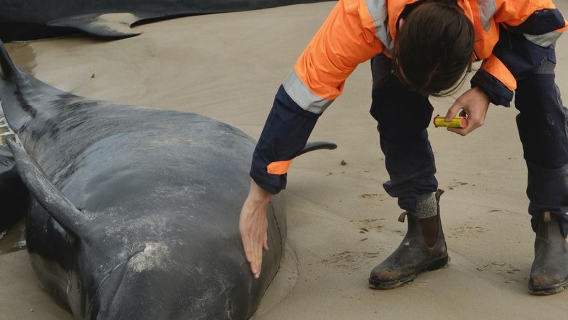 Paus terdampar di dekat Sungai Arthur di pantai barat Tasmania, Australia, dalam gambar yang diambil pada 19 Februari 2025. (AAP/Supplied by Department of Natural Resources and Environment Tasmania via REUTERS)