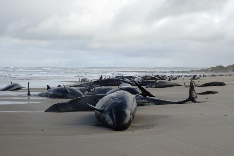Paus terdampar di dekat Sungai Arthur di pantai barat Tasmania, Australia, dalam gambar yang diambil pada 19 Februari 2025. Paus terdampar di dekat Sungai Arthur di pantai barat Tasmania, Australia, dalam gambar yang diambil pada 19 Februari 2025. (AAP/Supplied by Department of Natural Resources and Environment Tasmania via REUTERS)