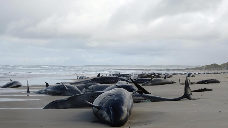 Paus terdampar di dekat Sungai Arthur di pantai barat Tasmania, Australia, dalam gambar yang diambil pada 19 Februari 2025. (AAP/Supplied by Department of Natural Resources and Environment Tasmania via REUTERS)
