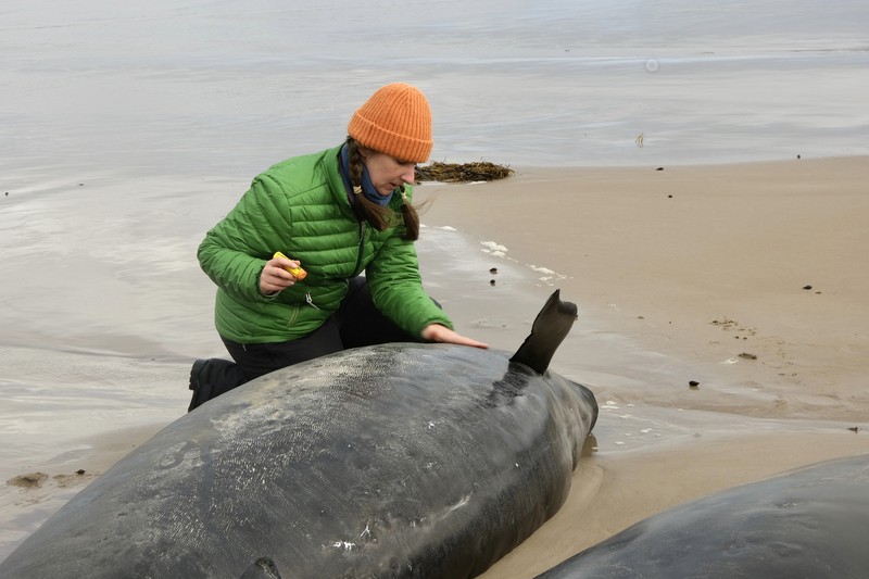 Paus terdampar di dekat Sungai Arthur di pantai barat Tasmania, Australia, dalam gambar yang diambil pada 19 Februari 2025. Paus terdampar di dekat Sungai Arthur di pantai barat Tasmania, Australia, dalam gambar yang diambil pada 19 Februari 2025. (AAP/Supplied by Department of Natural Resources and Environment Tasmania via REUTERS)
