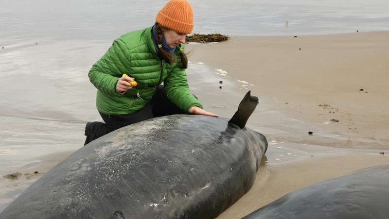 Paus terdampar di dekat Sungai Arthur di pantai barat Tasmania, Australia, dalam gambar yang diambil pada 19 Februari 2025. (AAP/Supplied by Department of Natural Resources and Environment Tasmania via REUTERS)