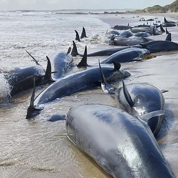 Tanda Apa Ini? Ratusan Paus Terdampar di Pantai Kecil Tetangga RI
