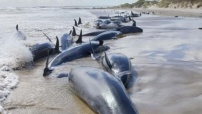 Tanda Apa Ini? Ratusan Paus Terdampar di Pantai Kecil Tetangga RI