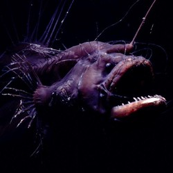 Geger Ikan Anglerfish Muncul di Permukaan, Ternyata ini Biang Keroknya