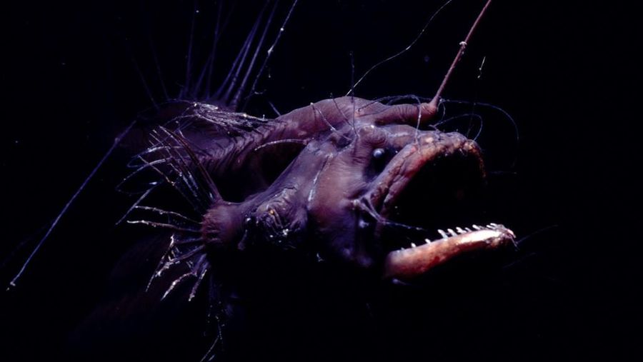 Ikan anglerfish. (Photo by Justin MARSHALL / Queensland Brain Institute / AFP/File Foto)