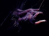 Geger Ikan Anglerfish Muncul di Permukaan, Ternyata ini Biang Keroknya