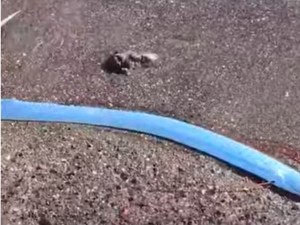 Heboh Ikan Hari Kiamat Muncul di Pantai Meksiko