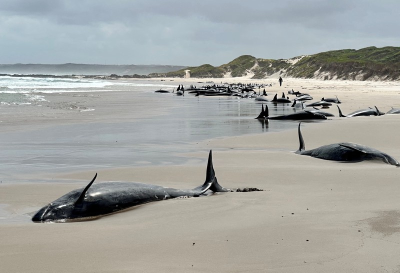 Paus terdampar di dekat Sungai Arthur di pantai barat Tasmania, Australia, dalam gambar yang diambil pada 19 Februari 2025. Paus terdampar di dekat Sungai Arthur di pantai barat Tasmania, Australia, dalam gambar yang diambil pada 19 Februari 2025. (AAP/Supplied by Department of Natural Resources and Environment Tasmania via REUTERS)