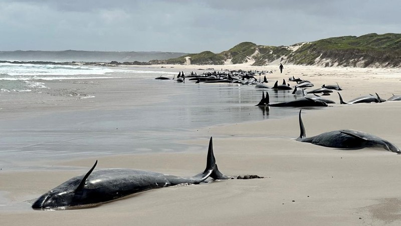 Paus terdampar di dekat Sungai Arthur di pantai barat Tasmania, Australia, dalam gambar yang diambil pada 19 Februari 2025. (AAP/Supplied by Department of Natural Resources and Environment Tasmania via REUTERS)