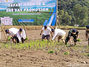 Dorong Swasembada Pangan, Petani Kuningan Andalkan Padi Gogo