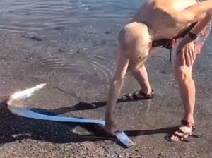 Ikan Kiamat Muncul Lagi, Kini di Meksiko dan Ukurannya Masih Kecil