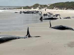Terdampar di Pantai Australia, Puluhan Paus Akan Disuntik Mati