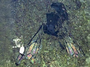 Fosil Lebah Berusia 14,6 Juta Tahun Ungkap Misteri Zealandia