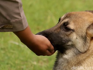 Ketangguhan Pasukan Bergigi Tajam Polda Jabar di Lokasi Bencana