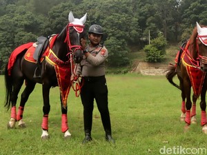 Cantik dan Kuatnya Kuda Tunggangan Polda Jabar yang Berprestasi