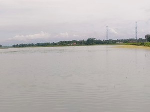 Sawah di Pangandaran Terendam, Petani Terpaksa Tanam Ulang Padi