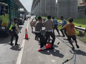 Sapi Lepas di Tol Jakarta-Cikampek, Lalu Lintas Macet Panjang