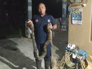 Ular Sanca 3 Meter Dievakuasi Damkar Usai Mangsa Ayam di Nanggulan