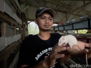 Pemuda Mojokerto Eksis 8 Tahun Budi Daya Tikus Putih hingga Long Evans