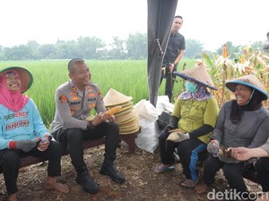 Jeritan Petani Mojokerto Harga Jagung Anjlok, Bulog Didesak Serap Sesuai HPP