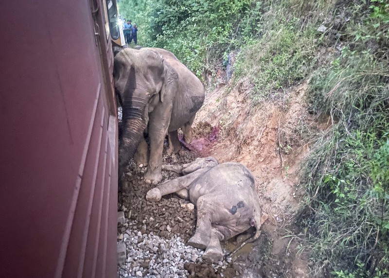 Kereta penumpang di Sri Lanka anjlok setelah menabrak sekumpulan gajah pada Kamis (20/2/2025). (AP Photo/Priyan Malinda)