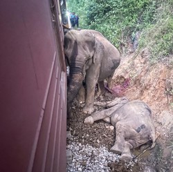 Pilu Keluarga Gajah Ditabrak Kereta Ekspres, Ada yang Mati Terjepit