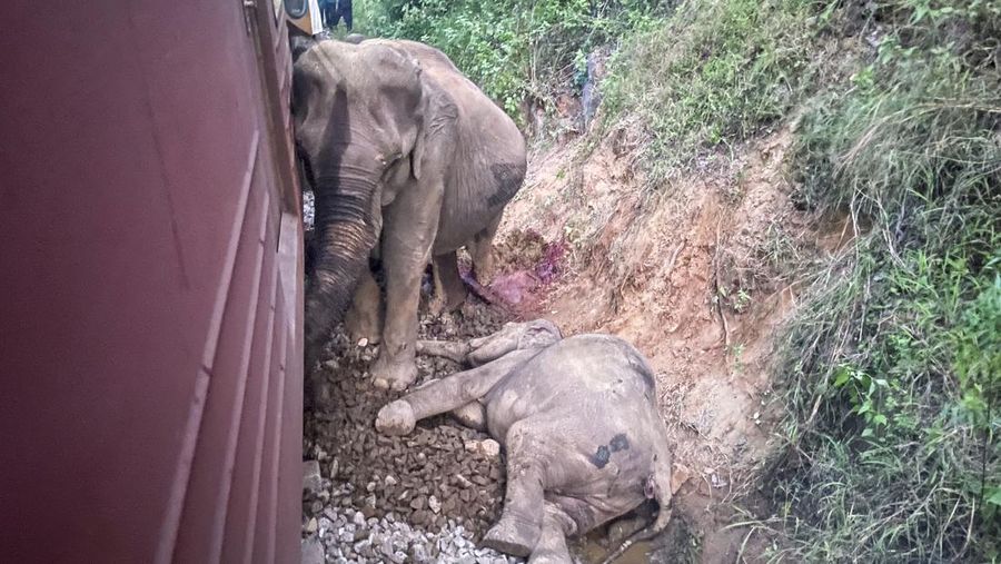 Kereta penumpang di Sri Lanka anjlok setelah menabrak sekumpulan gajah pada Kamis (20/2/2025). (AP Photo/Priyan Malinda)