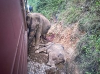 Pilu Keluarga Gajah Ditabrak Kereta Ekspres, Ada yang Mati Terjepit
