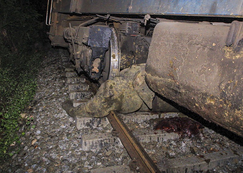Kereta penumpang di Sri Lanka anjlok setelah menabrak sekumpulan gajah pada Kamis (20/2/2025). (AP Photo/Priyan Malinda)