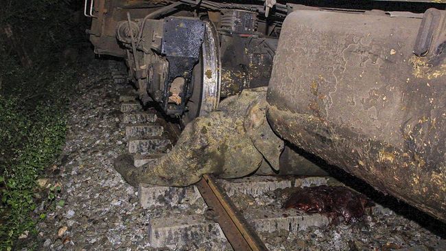 Astaga! Kereta Cepat Tabrak Kawanan Gajah, 7 Tewas