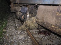 Astaga! Kereta Cepat Tabrak Kawanan Gajah, 7 Tewas