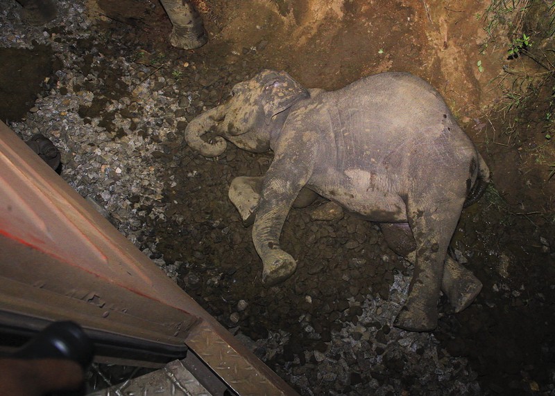 Kereta penumpang di Sri Lanka anjlok setelah menabrak sekumpulan gajah pada Kamis (20/2/2025). (AP Photo/Priyan Malinda) Kereta penumpang di Sri Lanka anjlok setelah menabrak sekumpulan gajah pada Kamis (20/2/2025). (AP Photo/Priyan Malinda)