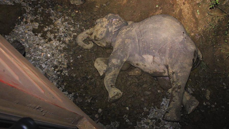 Kereta penumpang di Sri Lanka anjlok setelah menabrak sekumpulan gajah pada Kamis (20/2/2025). (AP Photo/Priyan Malinda)