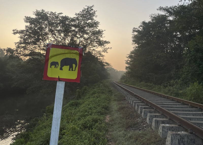 Kereta penumpang di Sri Lanka anjlok setelah menabrak sekumpulan gajah pada Kamis (20/2/2025). (AP Photo/Priyan Malinda)