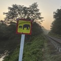 Duh! Kereta Tabrak 100 Gajah: 7 Mati, 5 Gerbong Anjlok