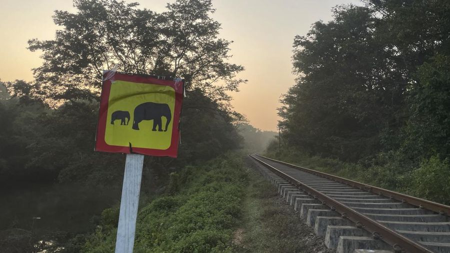 Kereta penumpang di Sri Lanka anjlok setelah menabrak sekumpulan gajah pada Kamis (20/2/2025). (AP Photo/Priyan Malinda)