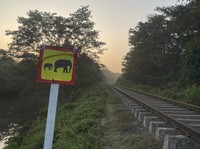 Duh! Kereta Tabrak 100 Gajah: 7 Mati, 5 Gerbong Anjlok