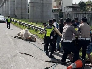 Keren! Petugas PJR Cikampek Amankan Sapi Ngamuk hingga Lalin Kembali Lancar