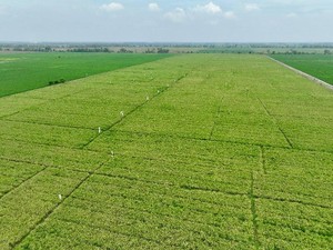 Eks Napiter Bakal Dilibatkan Genjot Produksi Pertanian & Peternakan