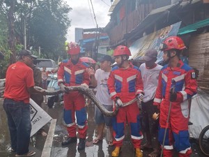 Damkar Evakuasi Ular Sanca 5 Meter Usai Mangsa 2 Ekor Bebek Warga di Jakut