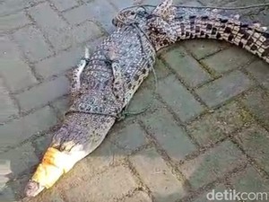 Hiii... Mancing Ikan di Sungai Pacitan Malah Dapat Buaya Sepanjang 1,5 Meter