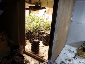 Pohon Ganja Ditanam dalam Rumah di Bandung Berasal dari Thailand