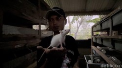 Video Cerita Banting Setir Karyawan Swasta Jadi Peternak Tikus Putih