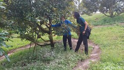 Sensasi Makan Durian Dipetik Langsung dari Pohon, Wajib Coba!