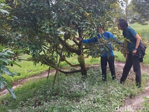Sensasi Makan Durian Dipetik Langsung dari Pohon, Wajib Coba!
