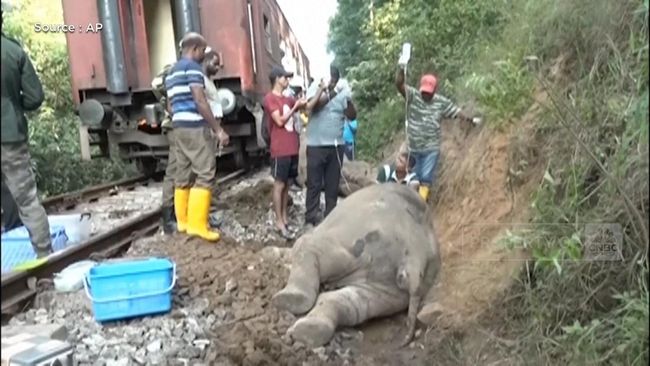 Penampakan Kereta Penumpang Tabrak Keluarga Gajah, 6 Tewas