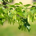 Daun Ini Tak Bernilai di RI, Tapi Jadi Harta Karun di Jepang & Belanda