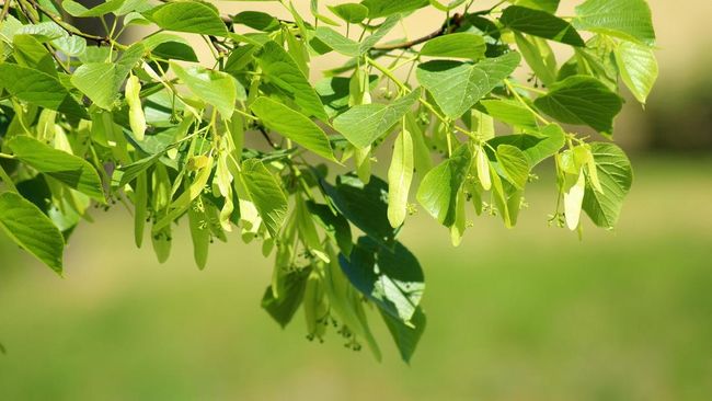 Daun Ini Tak Bernilai di RI, Tapi Jadi Harta Karun di Jepang dan Belanda